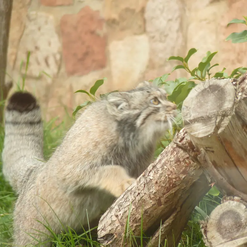 エディンバラ動物園のダッチェスの写真