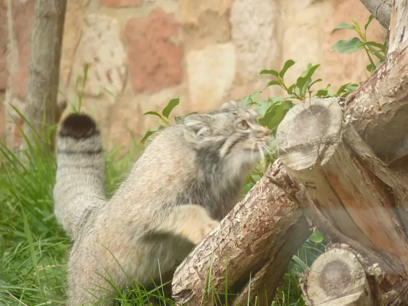 エディンバラ動物園のダッチェスの写真