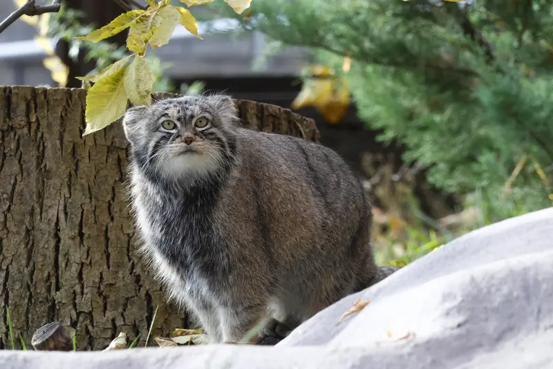 モスクワ動物園のティモフェイの写真