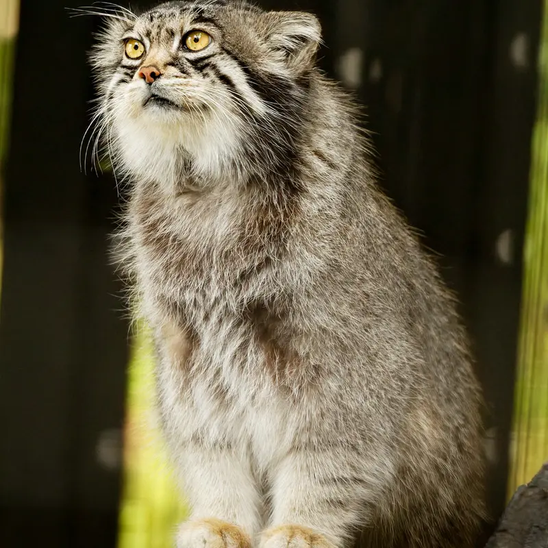 旭山動物園のグルーシャの写真