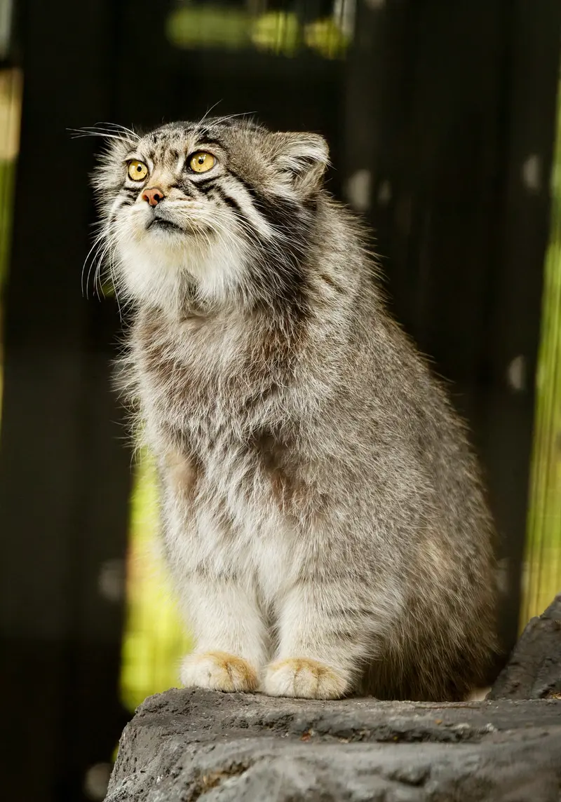 旭山動物園のグルーシャの写真