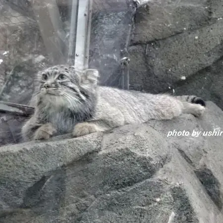 神戸どうぶつ王国のテルの写真