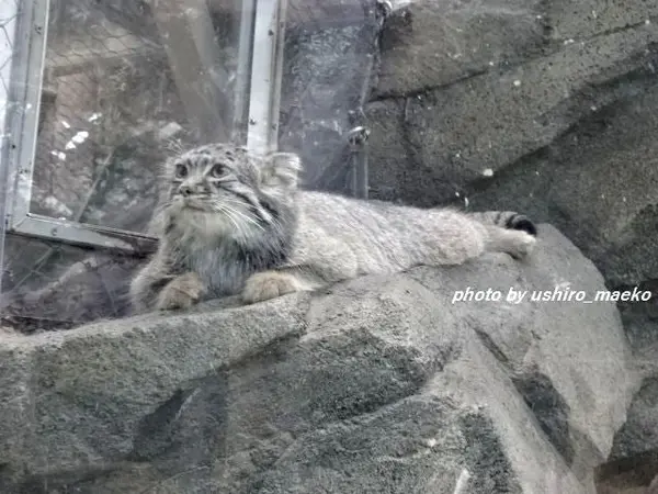 神戸どうぶつ王国のテルの写真