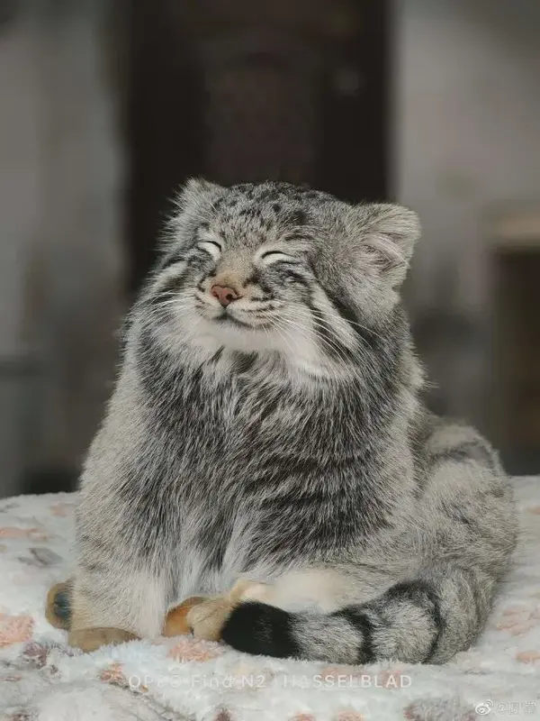 マヌルネコの写真