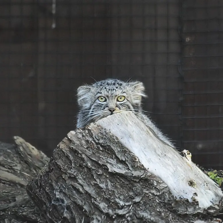 グダニスク動物園のザヤの写真