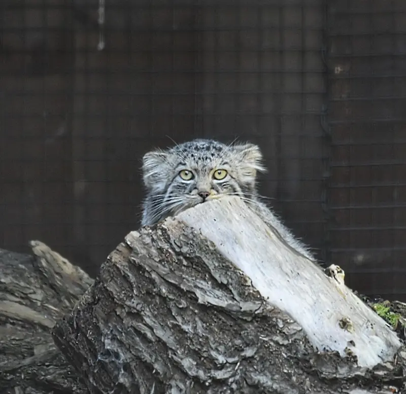 グダニスク動物園のザヤの写真