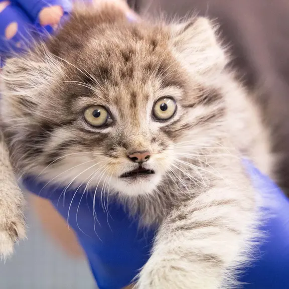 コルケアサーリ動物園のステンの写真