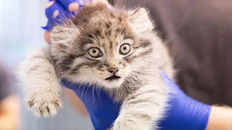 コルケアサーリ動物園のミミマヌルたち！