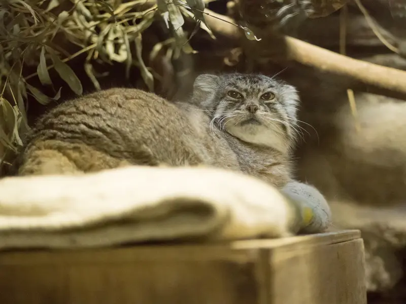 恩賜上野動物園のプリームラの写真