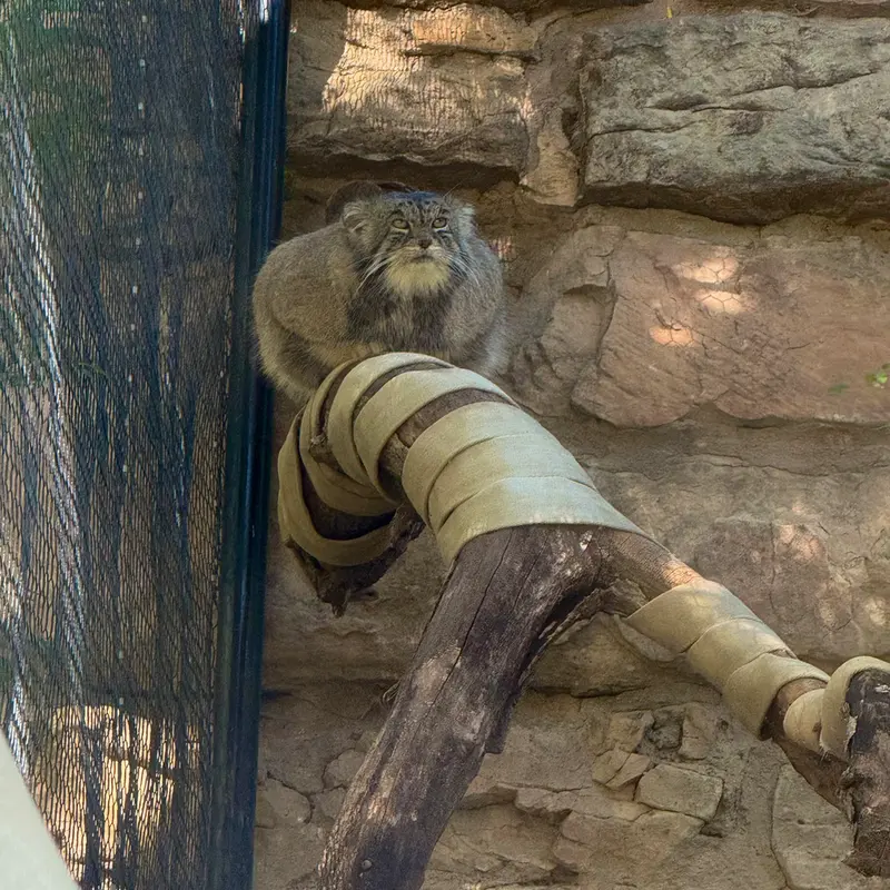 プエブロ動物園のタイ・チーの写真