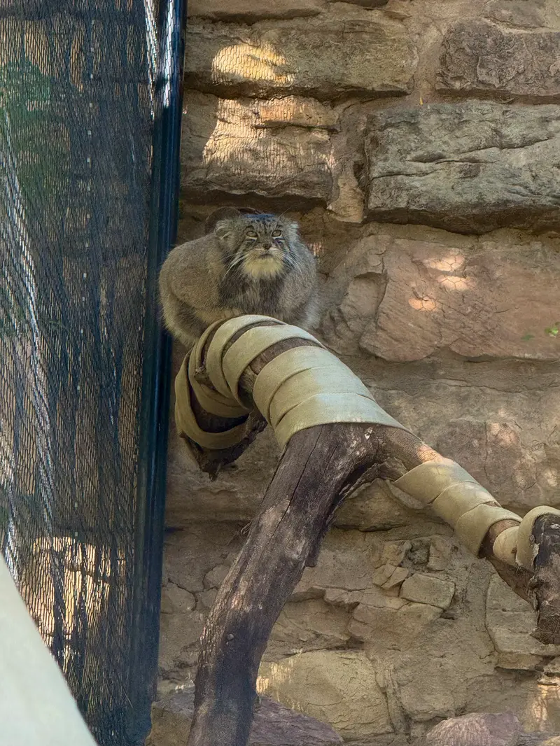 プエブロ動物園のタイ・チーの写真