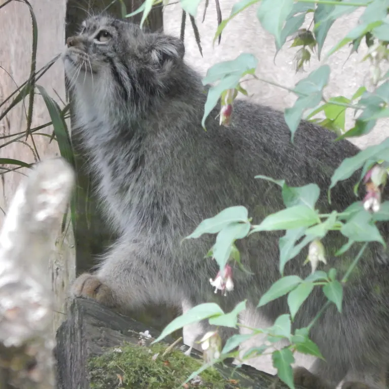 トレゴムール動物園のイウォークの写真
