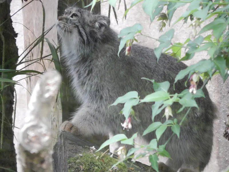 トレゴムール動物園のイウォークの写真
