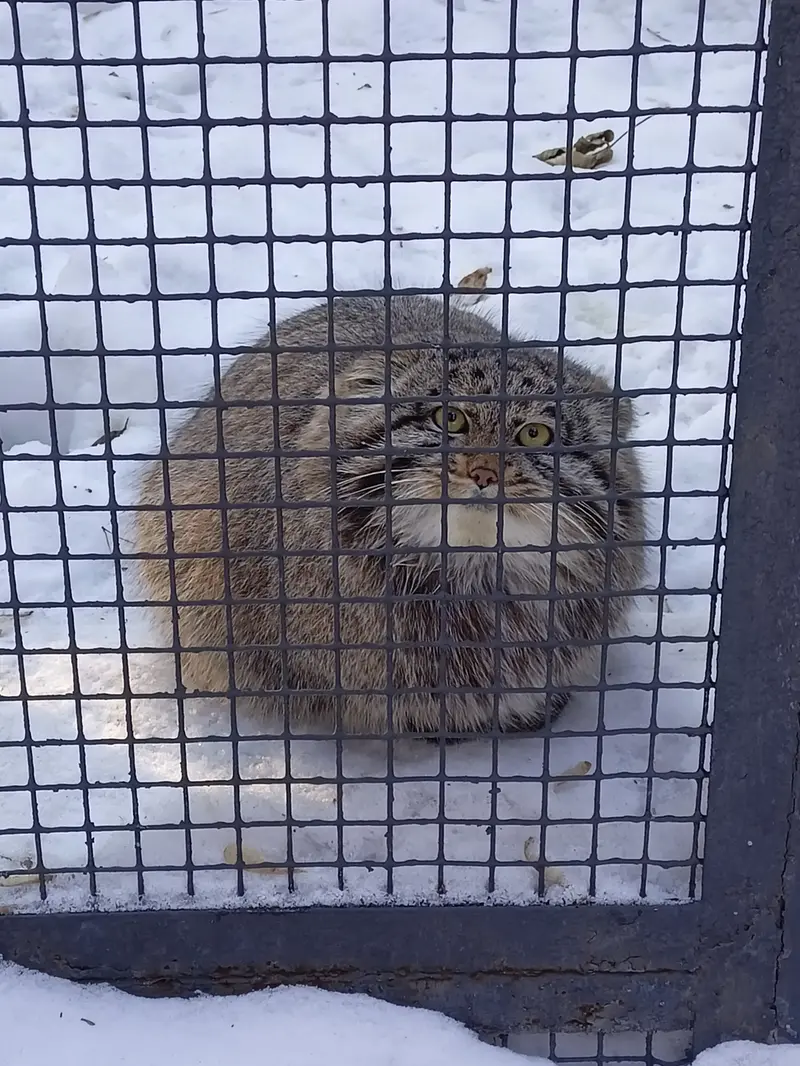 ノヴォシビルスク動物園のグレイの写真