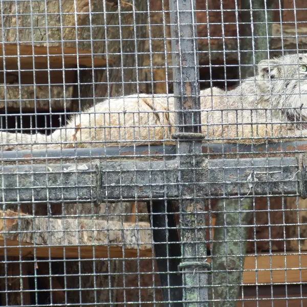 レニングラード動物園のシューの写真