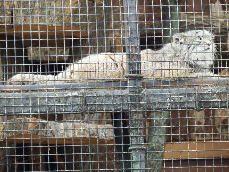 レニングラード動物園のシューの写真