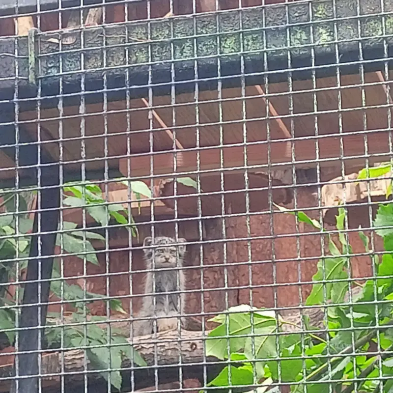マヌルネコの写真