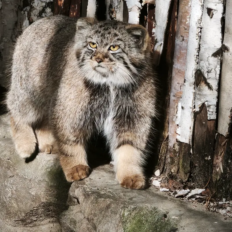 ノヴォシビルスク動物園のマヌルネコの写真