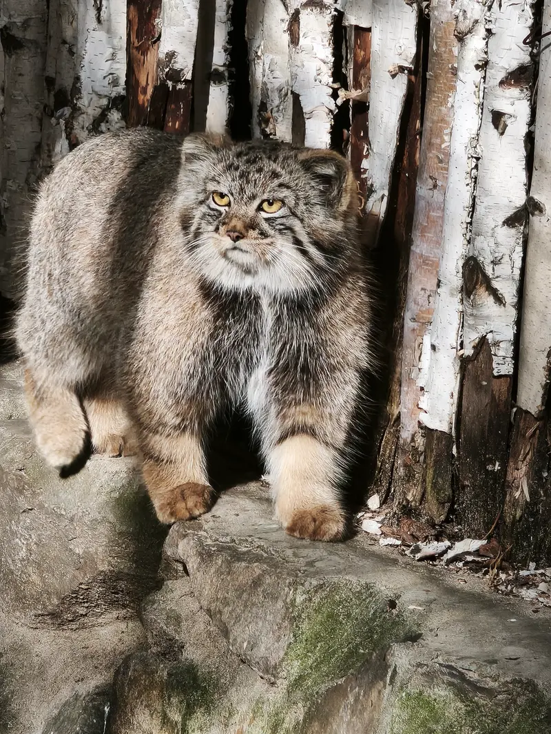 ノヴォシビルスク動物園のマヌルネコの写真