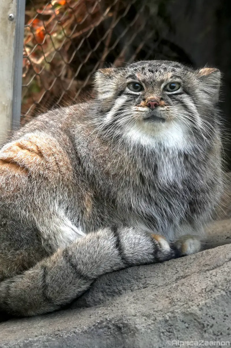神戸どうぶつ王国のアズの写真