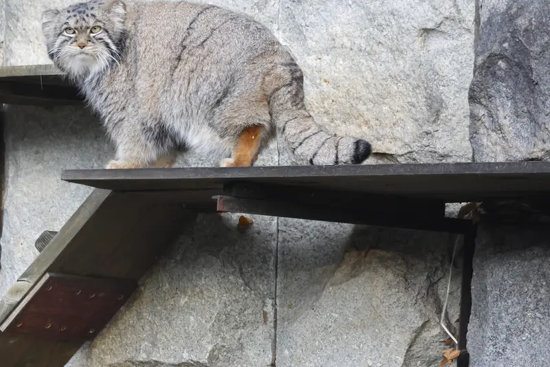 モスクワ動物園のティモフェイの写真