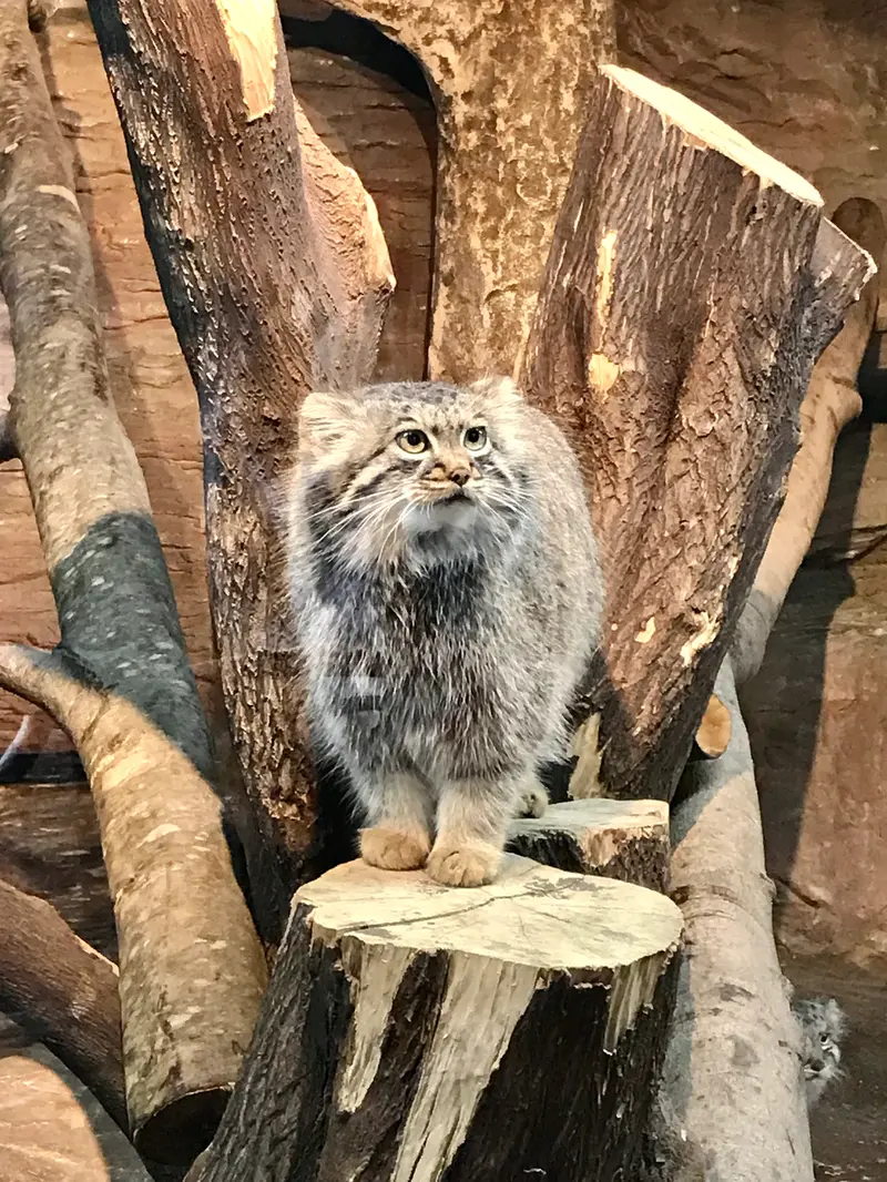 那須どうぶつ王国のポリーの写真