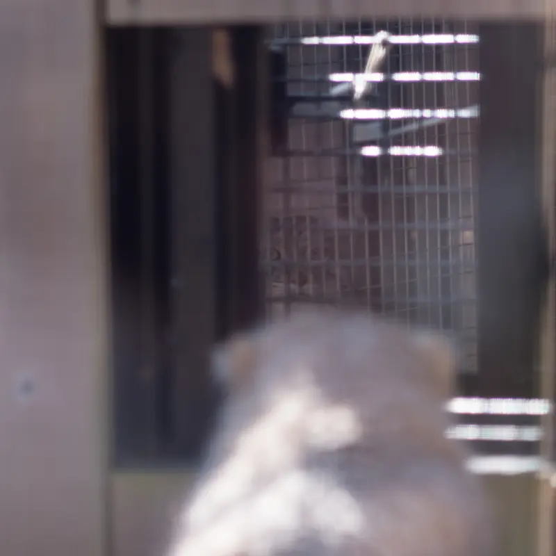埼玉県こども動物自然公園のロータスとオリーヴァの写真