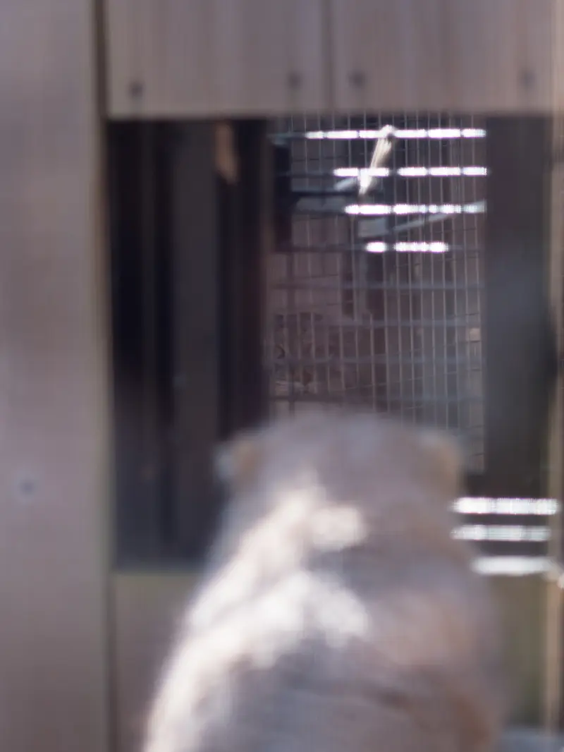 埼玉県こども動物自然公園のロータスとオリーヴァの写真