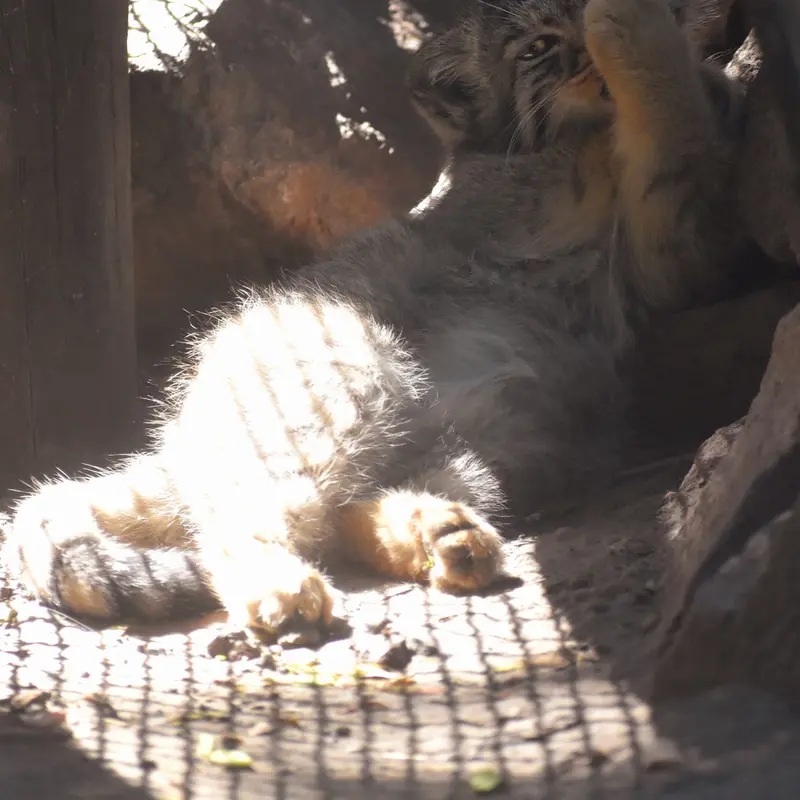 ブダペスト動物園＆植物園のボブの写真