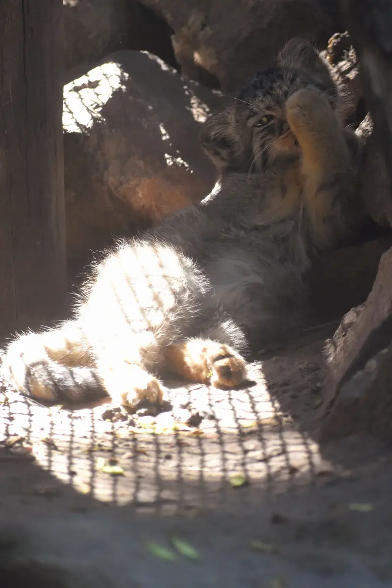 ブダペスト動物園＆植物園のボブの写真
