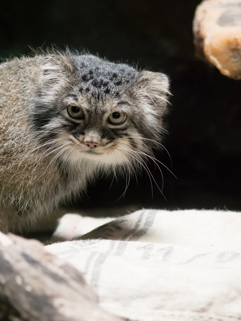 恩賜上野動物園のサフランの写真