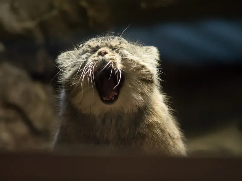 恩賜上野動物園のプリームラの写真