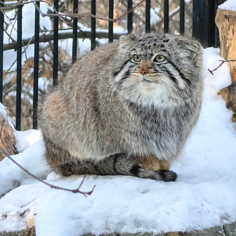 ノヴォシビルスク動物園のスキフの写真
