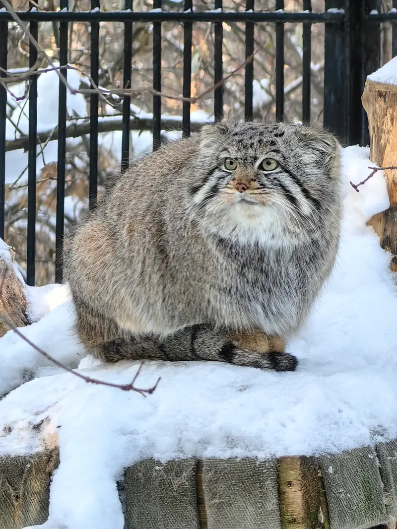 ノヴォシビルスク動物園のスキフの写真
