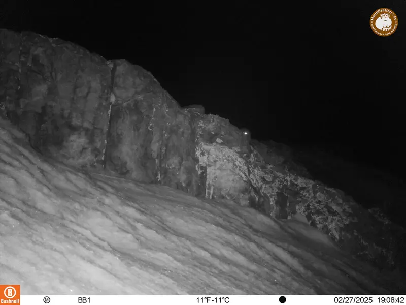 アクタス＝クンコラ［新］カメラトラップで撮影したOtocolobus manul manulの写真