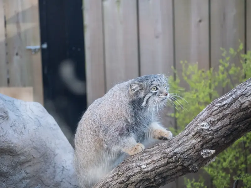 埼玉県こども動物自然公園のオトの写真