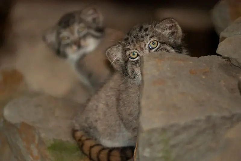 クラクフ動物園のバトゥの写真