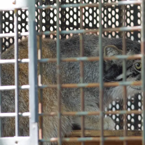 神戸市立王子動物園のマヌルネコの写真