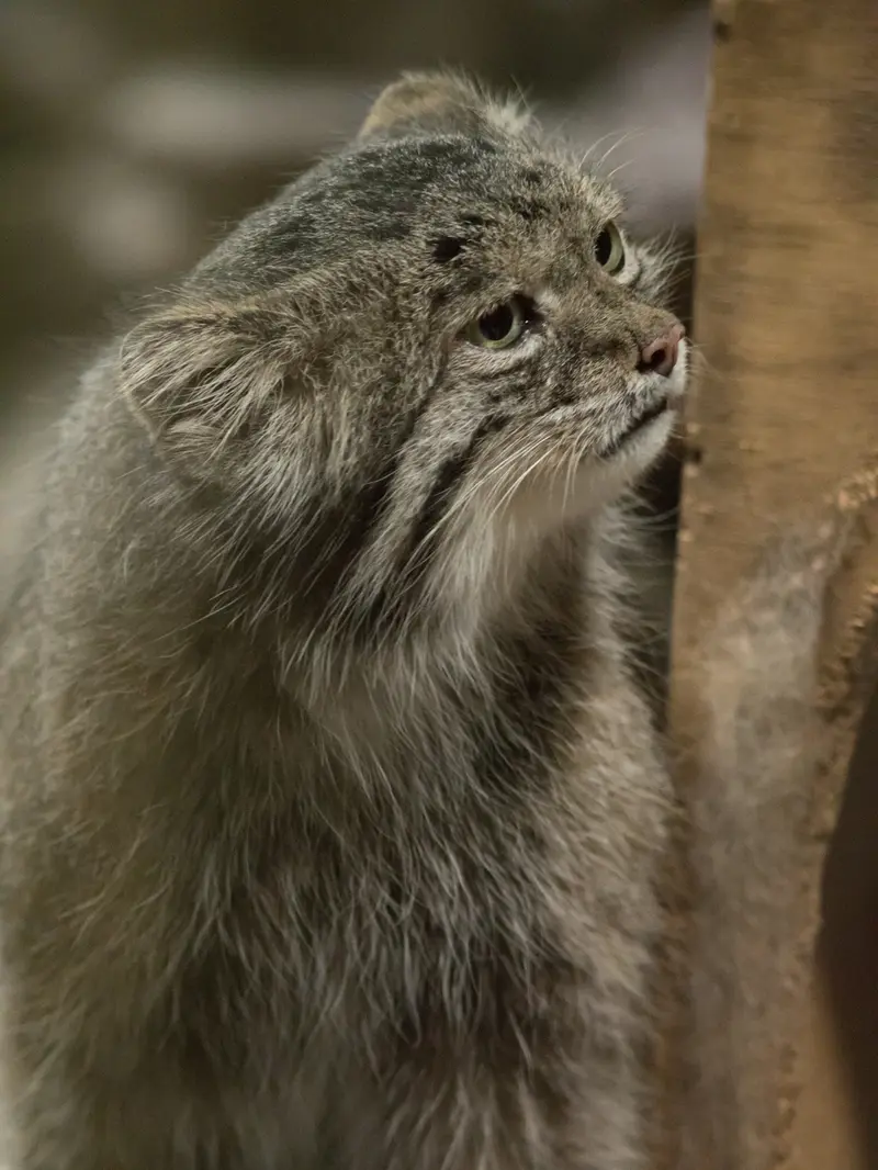 恩賜上野動物園のクリョンの写真