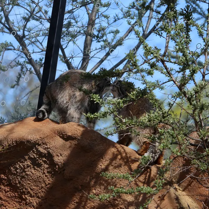 プラハ動物園のプリンセッサとスパイの写真