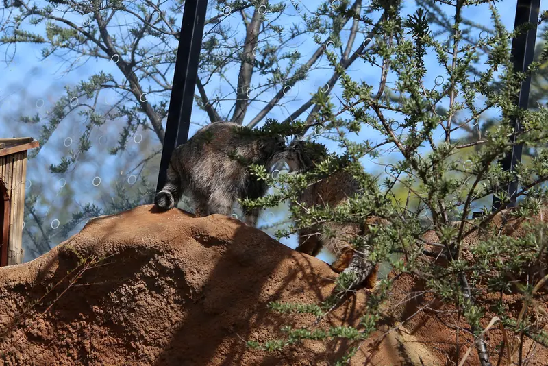 プラハ動物園のプリンセッサとスパイの写真