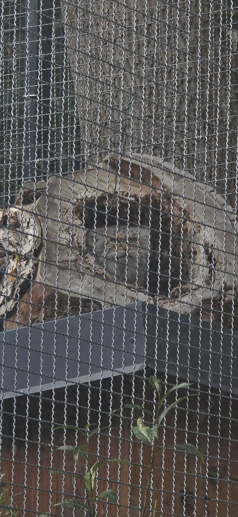 リトアニア動物園のメリッサの写真