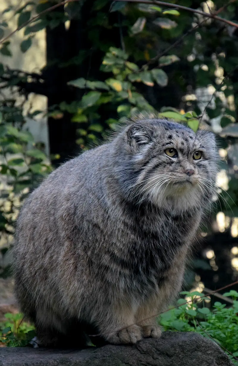 ブダペスト動物園・植物園のボフスの写真