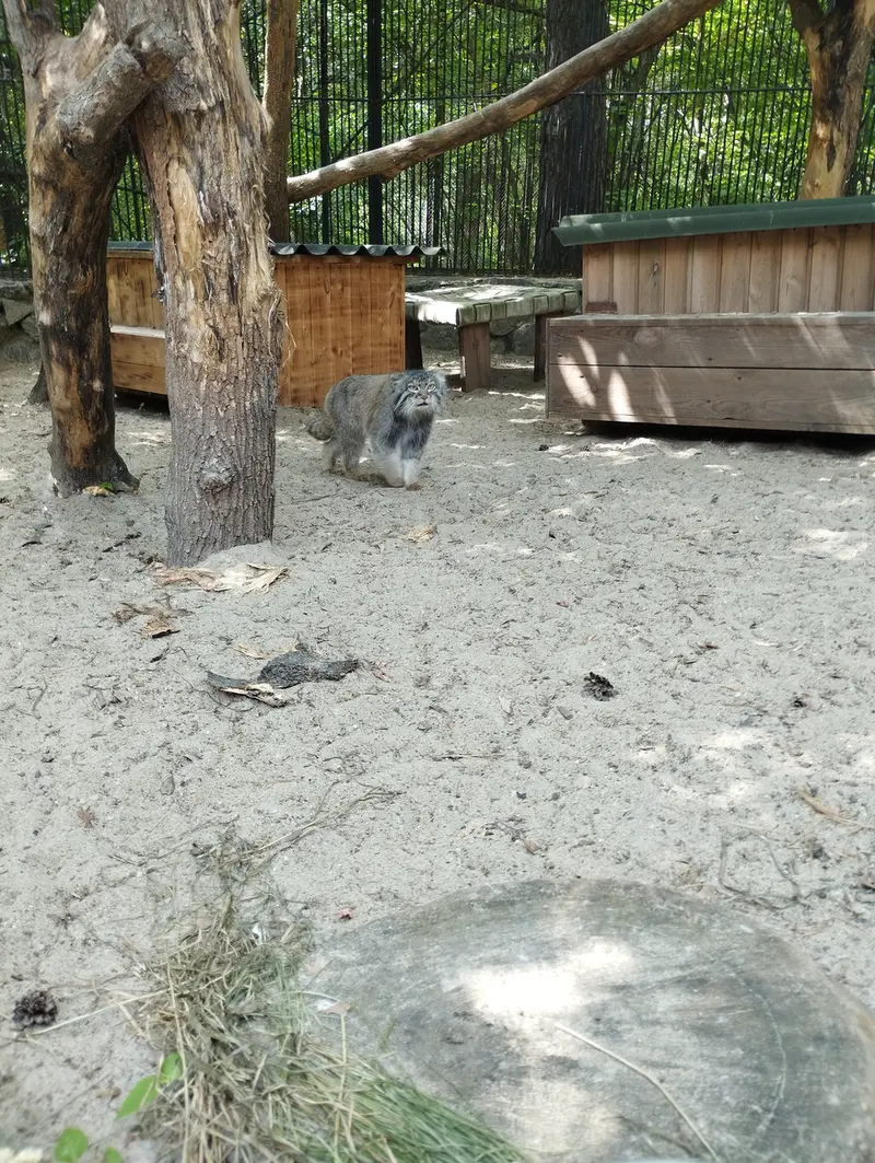 ノヴォシビルスク動物園のマヌルネコの写真