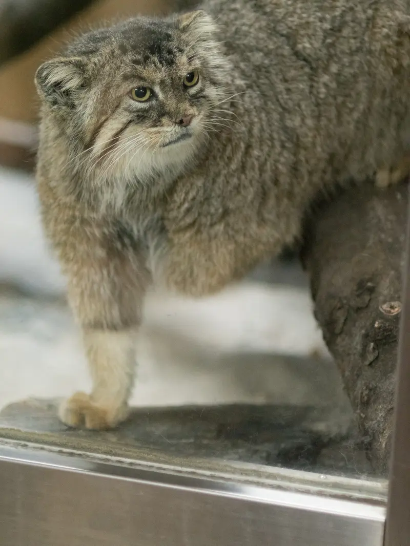 恩賜上野動物園のプリームラの写真