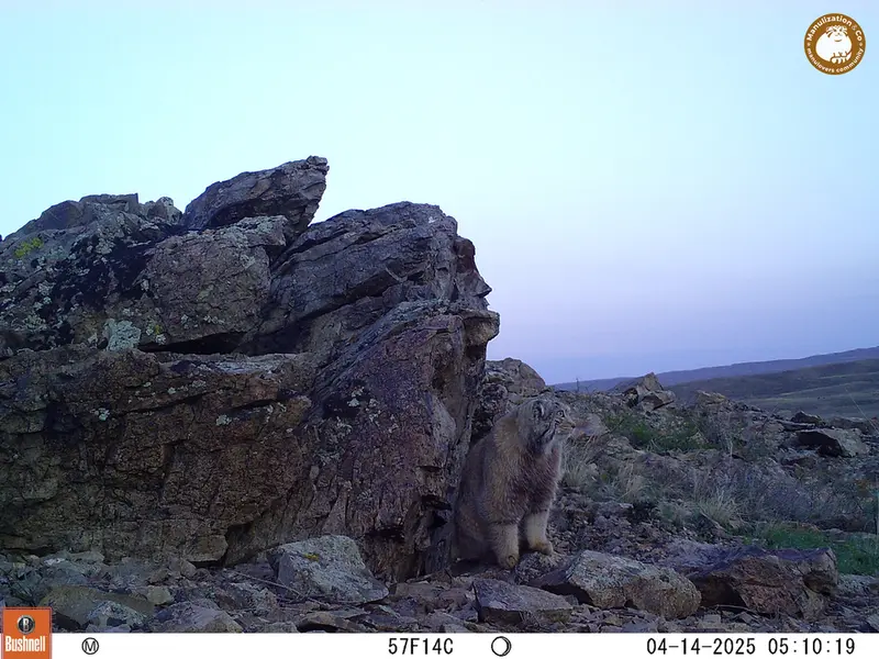 カラショキー［新］カメラトラップで撮影したOtocolobus manul manulの写真