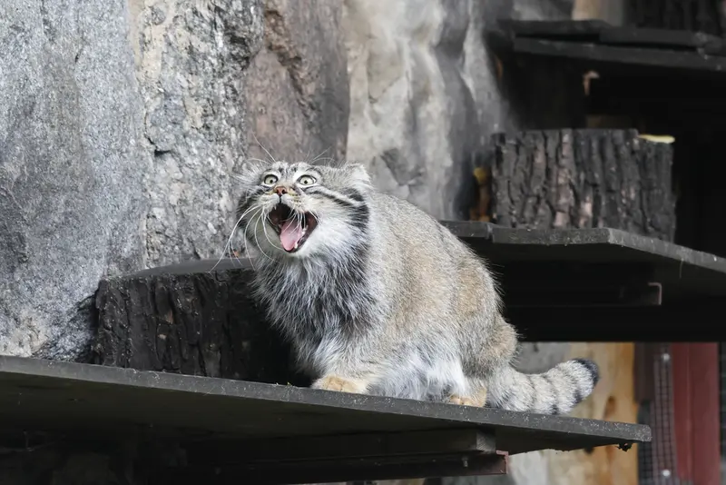 モスクワ動物園のティモフェイの写真