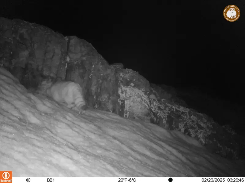 アクタス＝クンコラ［新］カメラトラップで撮影したOtocolobus manul manulの写真