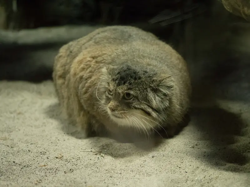 恩賜上野動物園のプリームラの写真