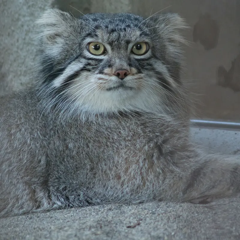 野毛山動物園のフィーガの写真